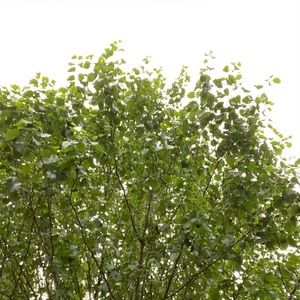 Meet your Posher, Aquiles